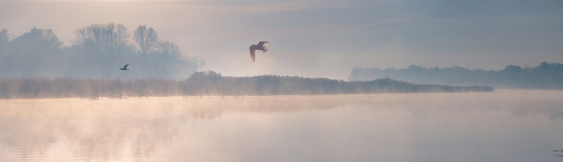 Vogel fliegt ber den See